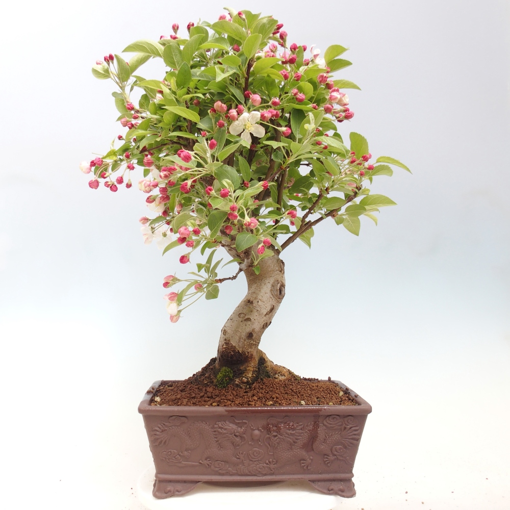 Venkovní bonsai -Malus halliana - Maloplodá jabloň