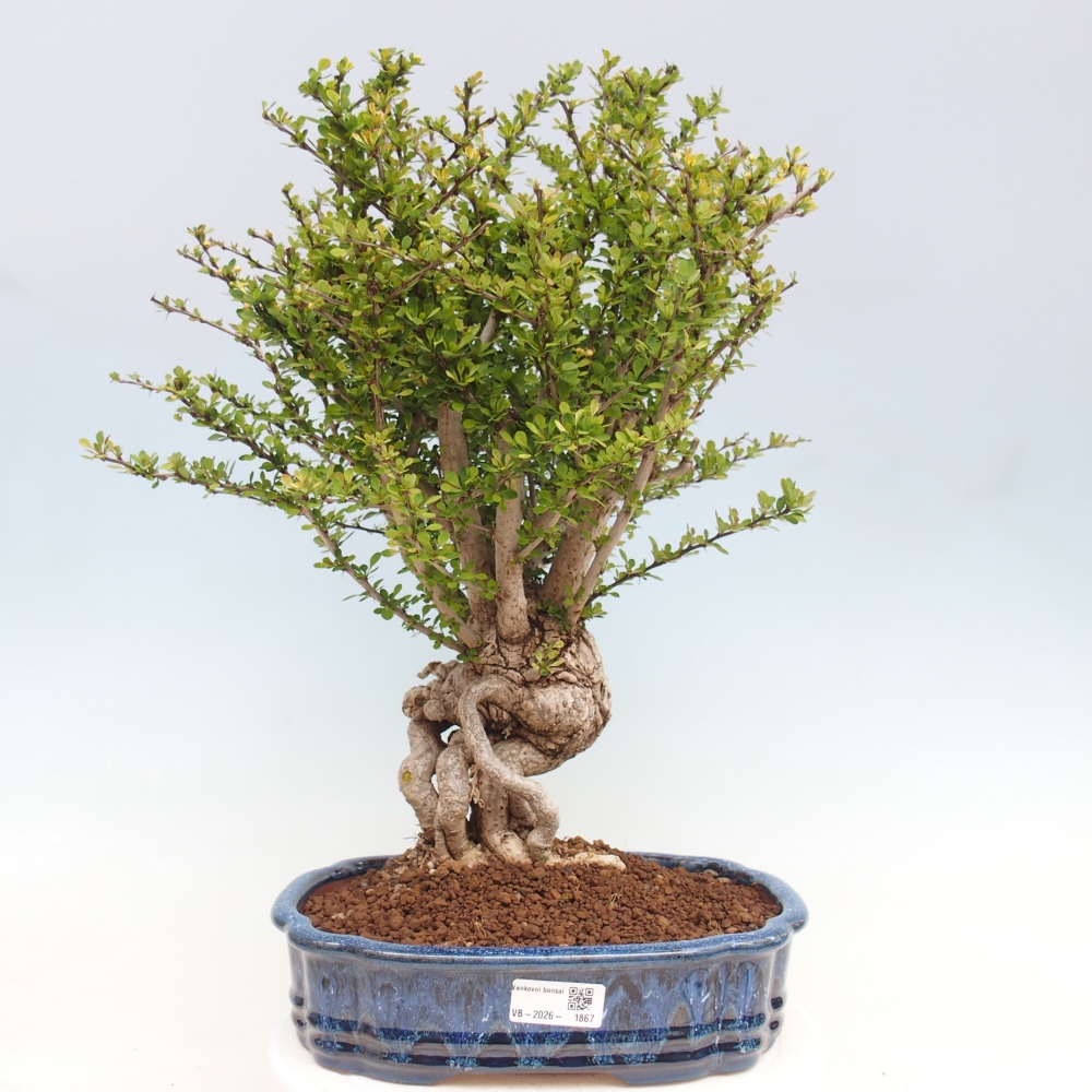 Venkovní bonsai - Berberis coreana - Dřištál korejský