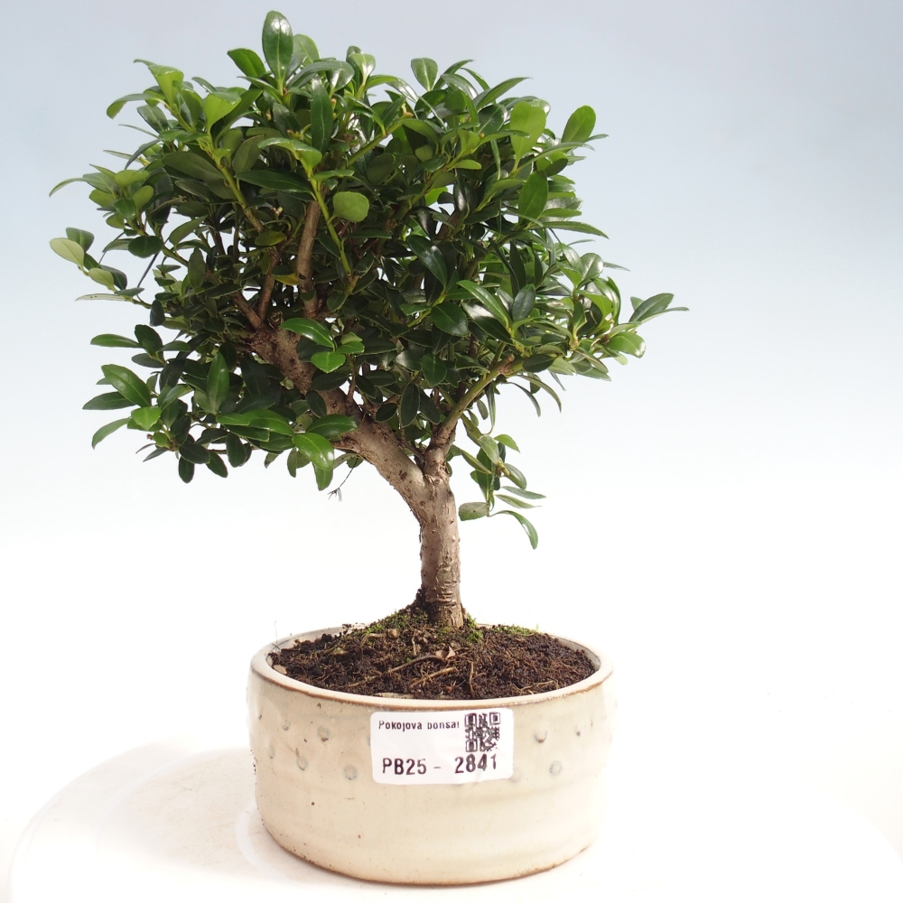 Pokojová bonsai - Ilex crenata - Cesmína