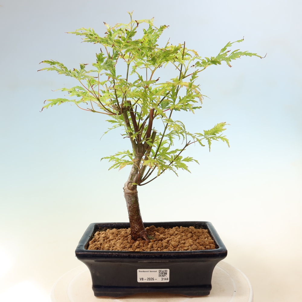 Venkovní bonsai - Acer palmatum Dissectum - Javor dlanitolistý 