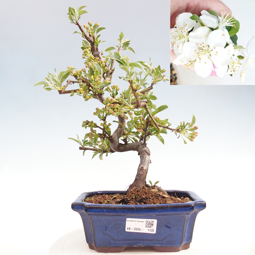 Venkovní bonsai - Malus sargentii -  Maloplodá jabloň