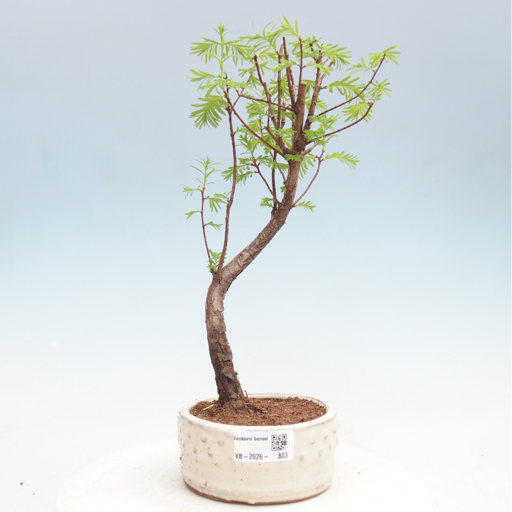 Venkovní bonsai - Metasequoia glyptostroboides - Metasekvoje čínská