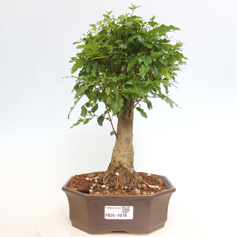 Pokojová bonsai -Ligustrum chinensis - Ptačí zob