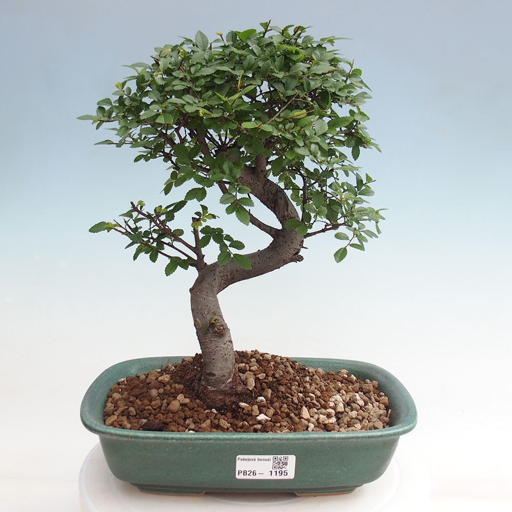 Pokojová bonsai - Ulmus parvifolia - Malolistý jilm
