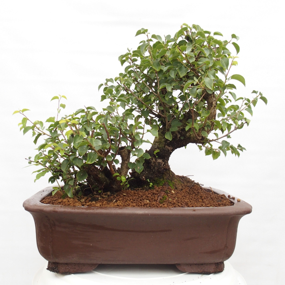Venkovní bonsai - Mahalebka - Prunus mahaleb