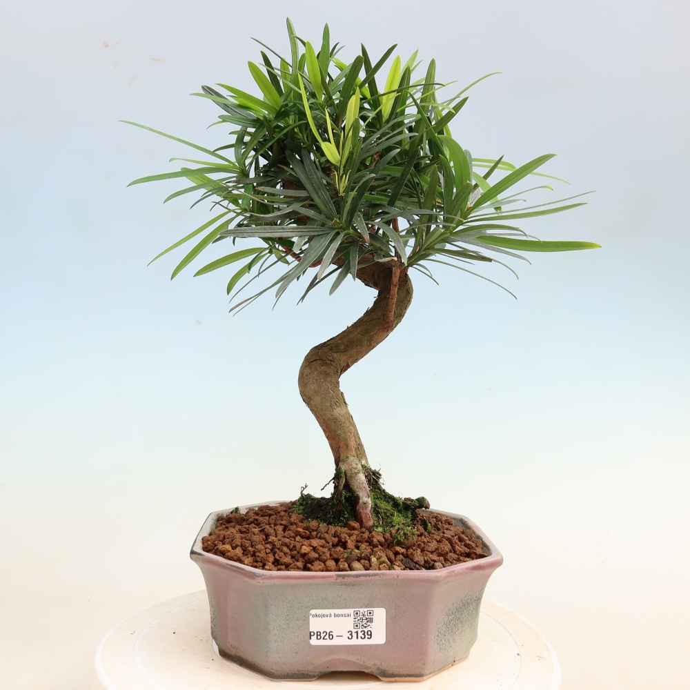 Pokojová bonsai - Podocarpus - Kamenný tis
