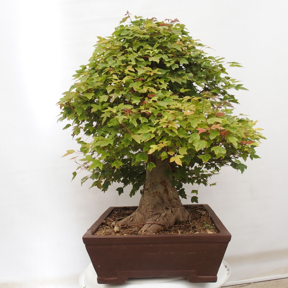 Venkovní bonsai - Acer Buergerianum - Javor Burgerův
