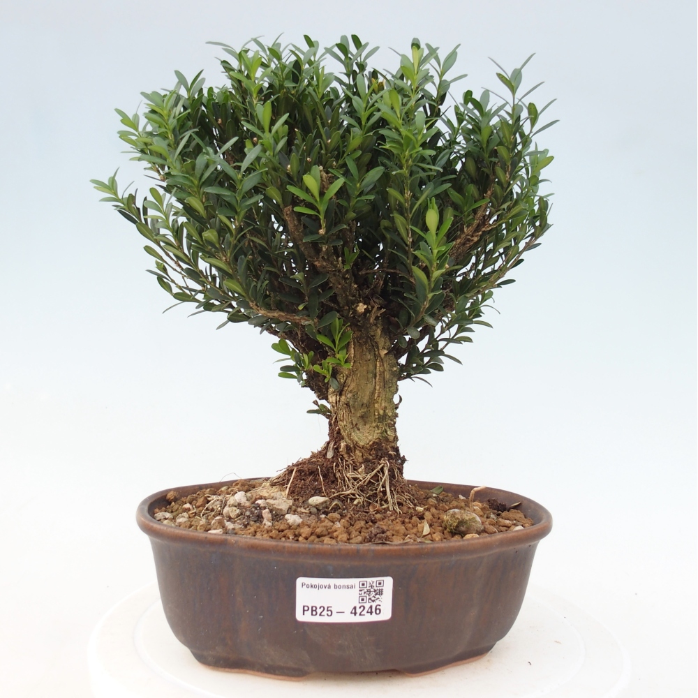 Pokojová bonsai - Buxus harlandii - korkový buxus
