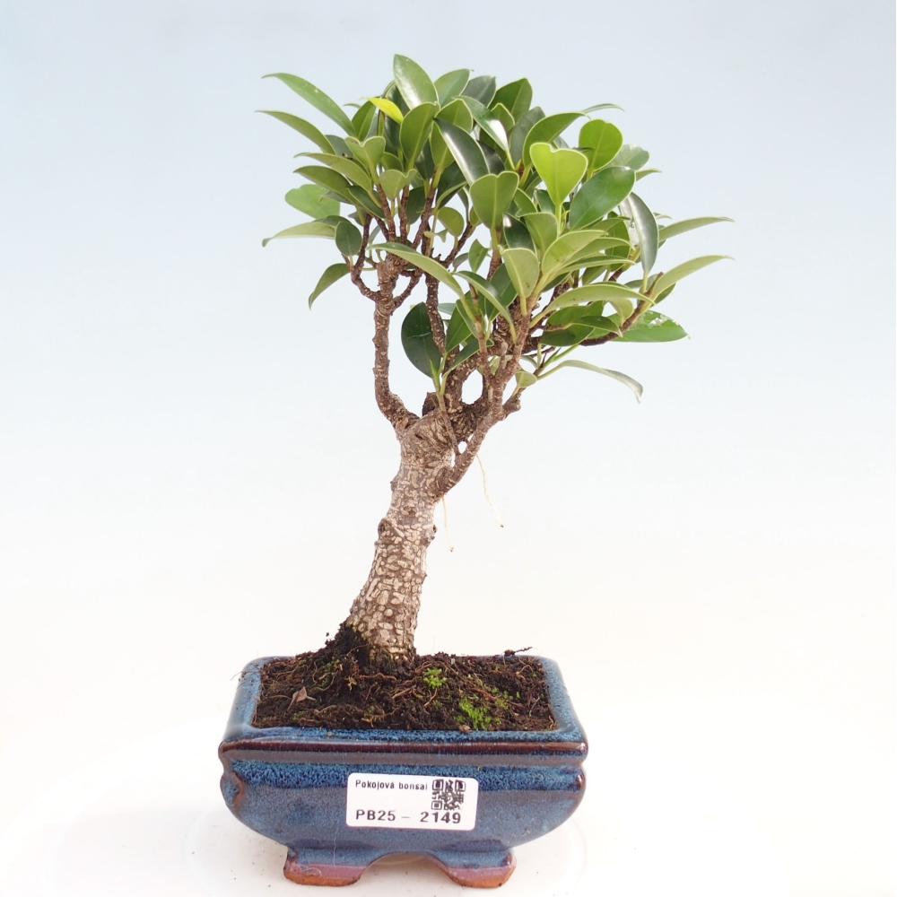 Pokojová bonsai Ficus retusa kimmen