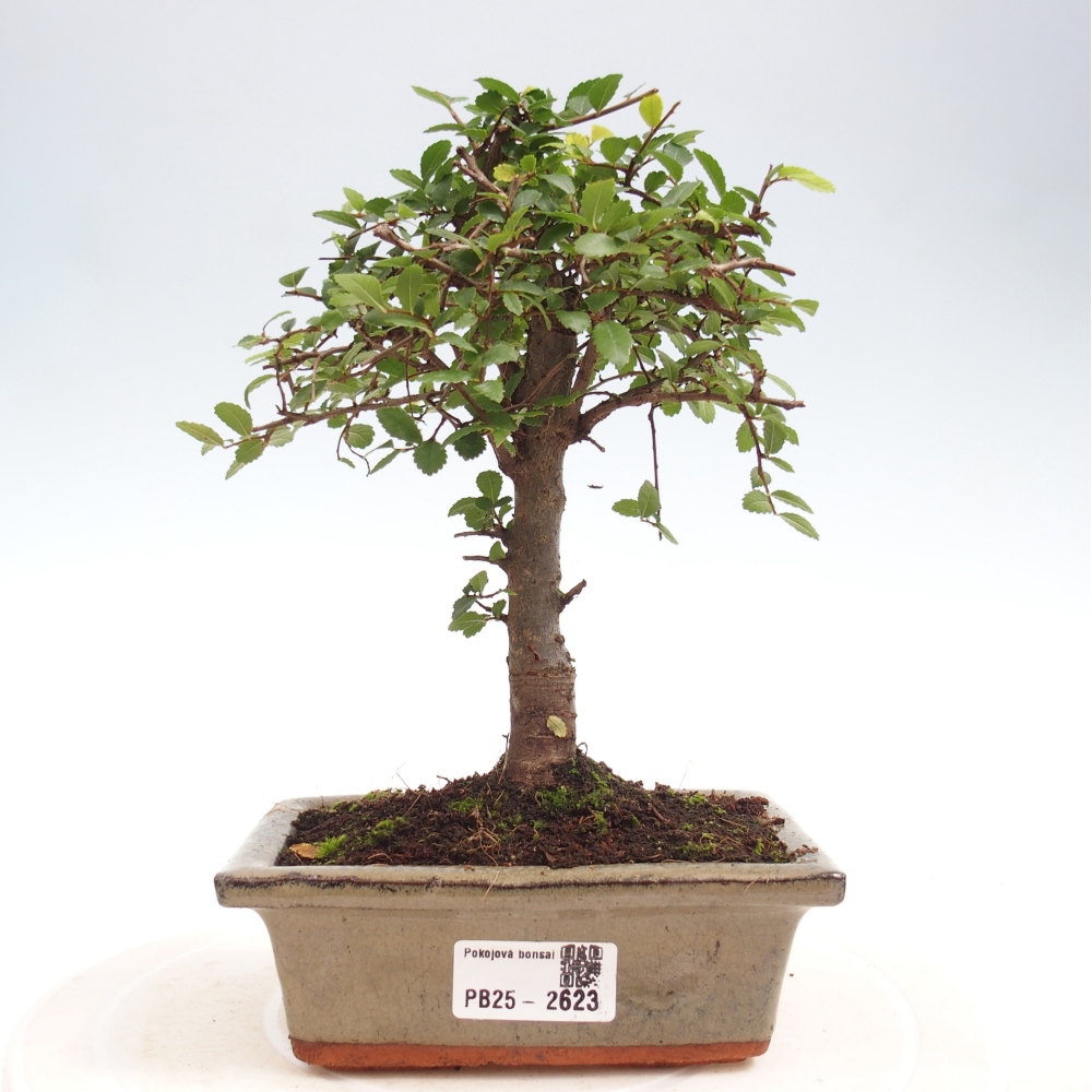 Pokojová bonsai - Ulmus parvifolia - Malolistý jilm
