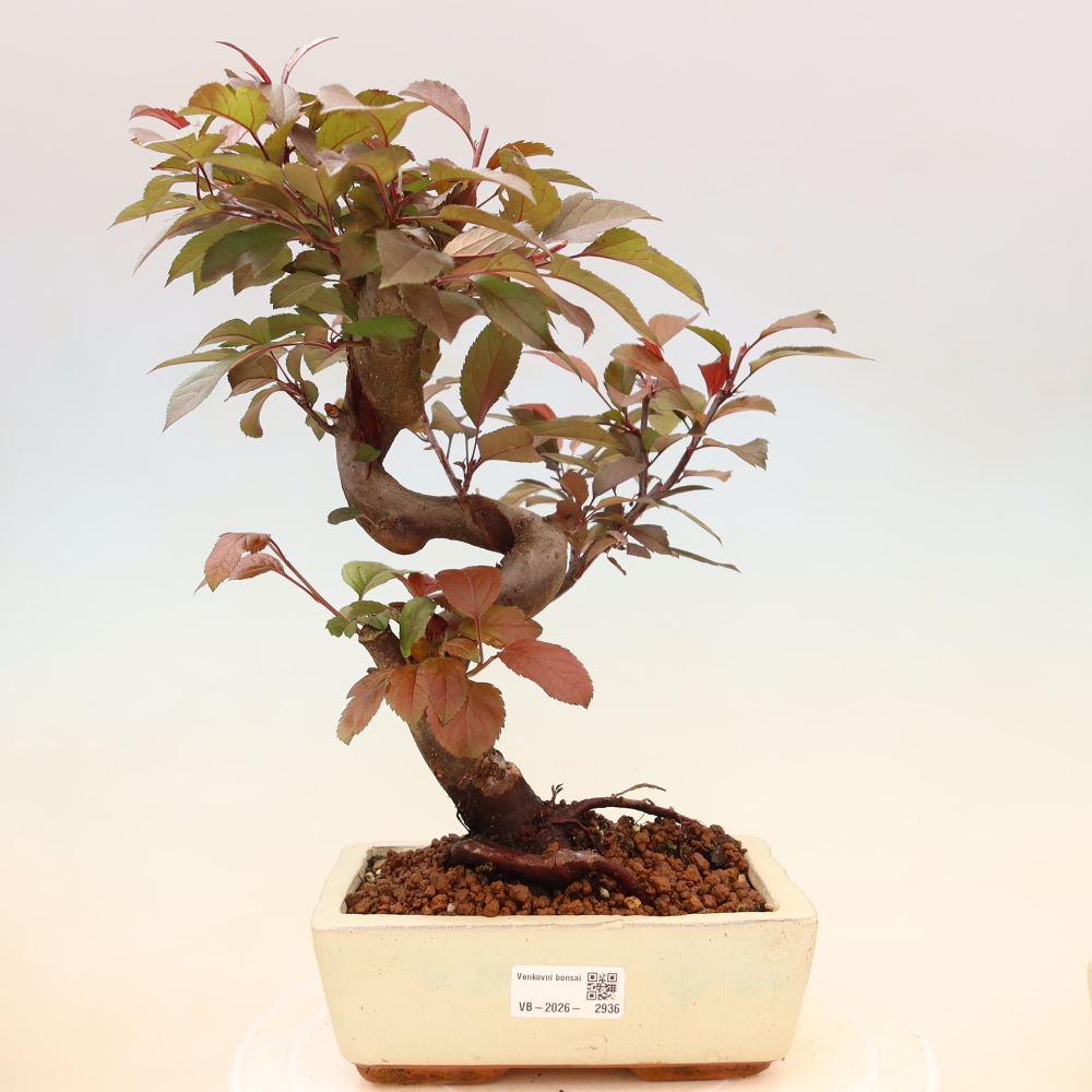 Venkovní bonsai -Malus domestica - Maloplodá jabloň červenolistá