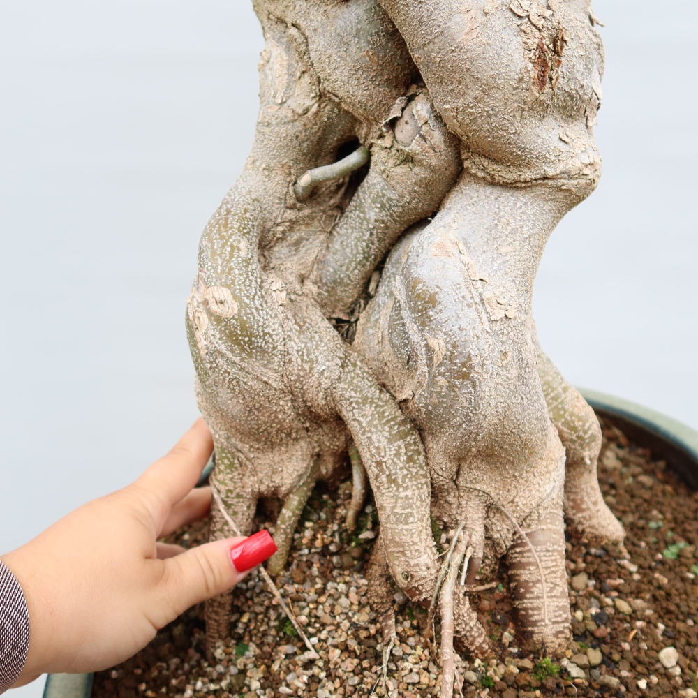 Venkovní bonsai - Javor Burgerův - Acer Burgerianum 