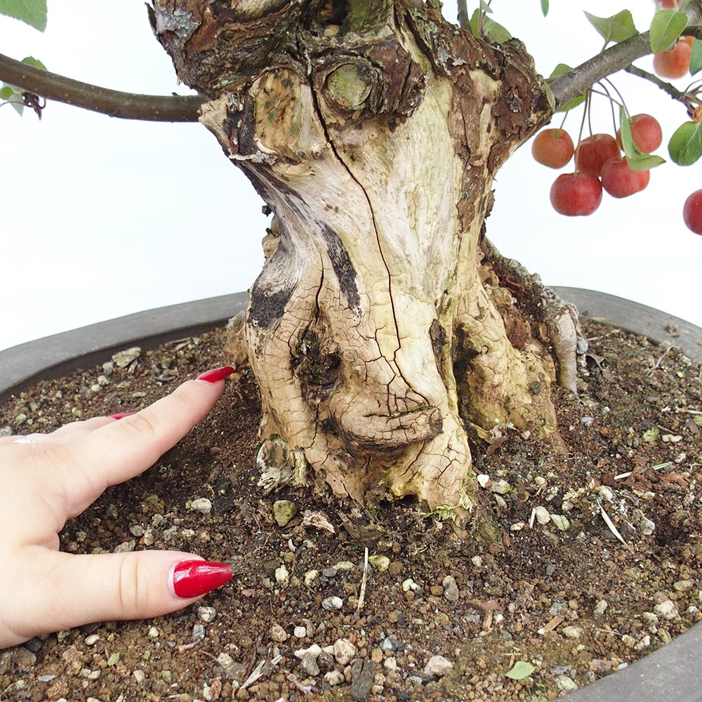 Venkovní bonsai -Malus halliana - Maloplodá jabloň