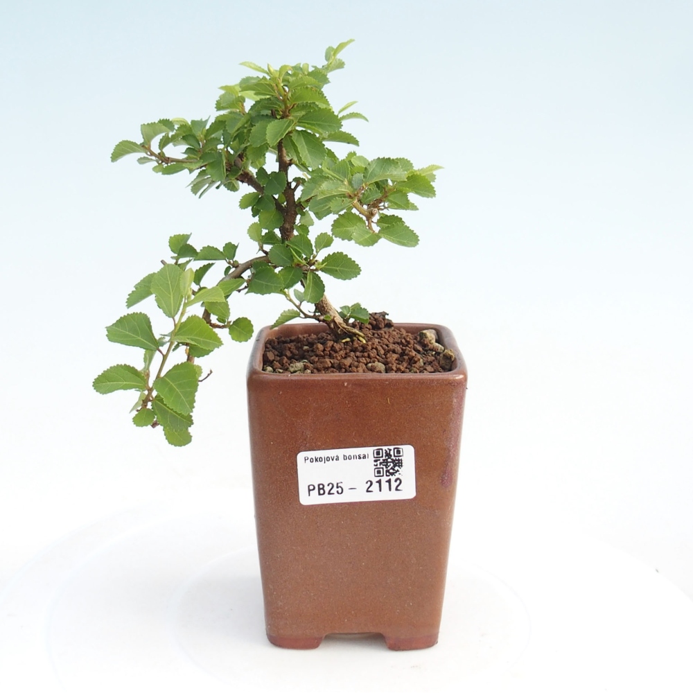 Pokojová bonsai - Grewia occidentalis - Hvězdice levandulová