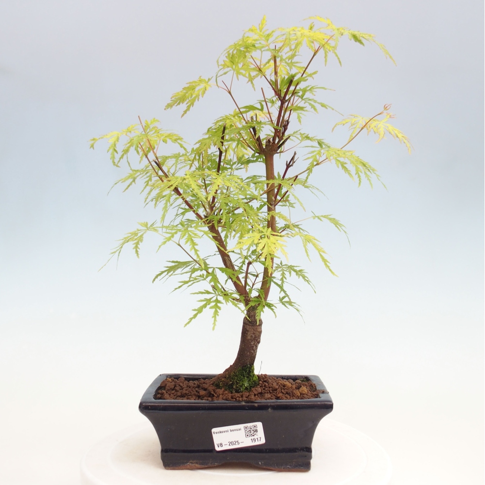 Venkovní bonsai - Acer palmatum Dissectum - Javor dlanitolistý 