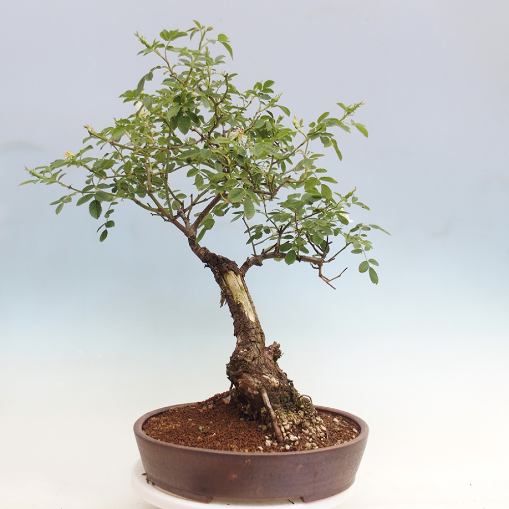 Venkovní bonsai - Rosa Kordes -  růže