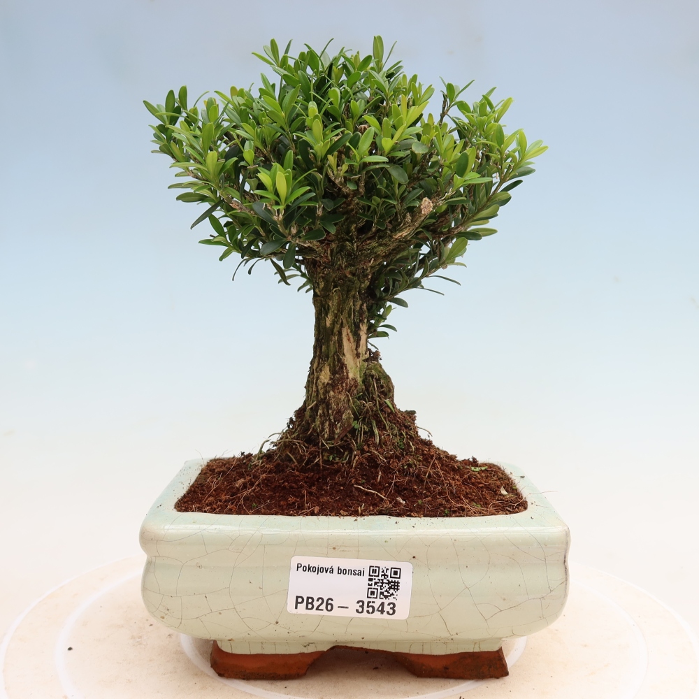 Pokojová bonsai - Buxus harlandii -korkový buxus