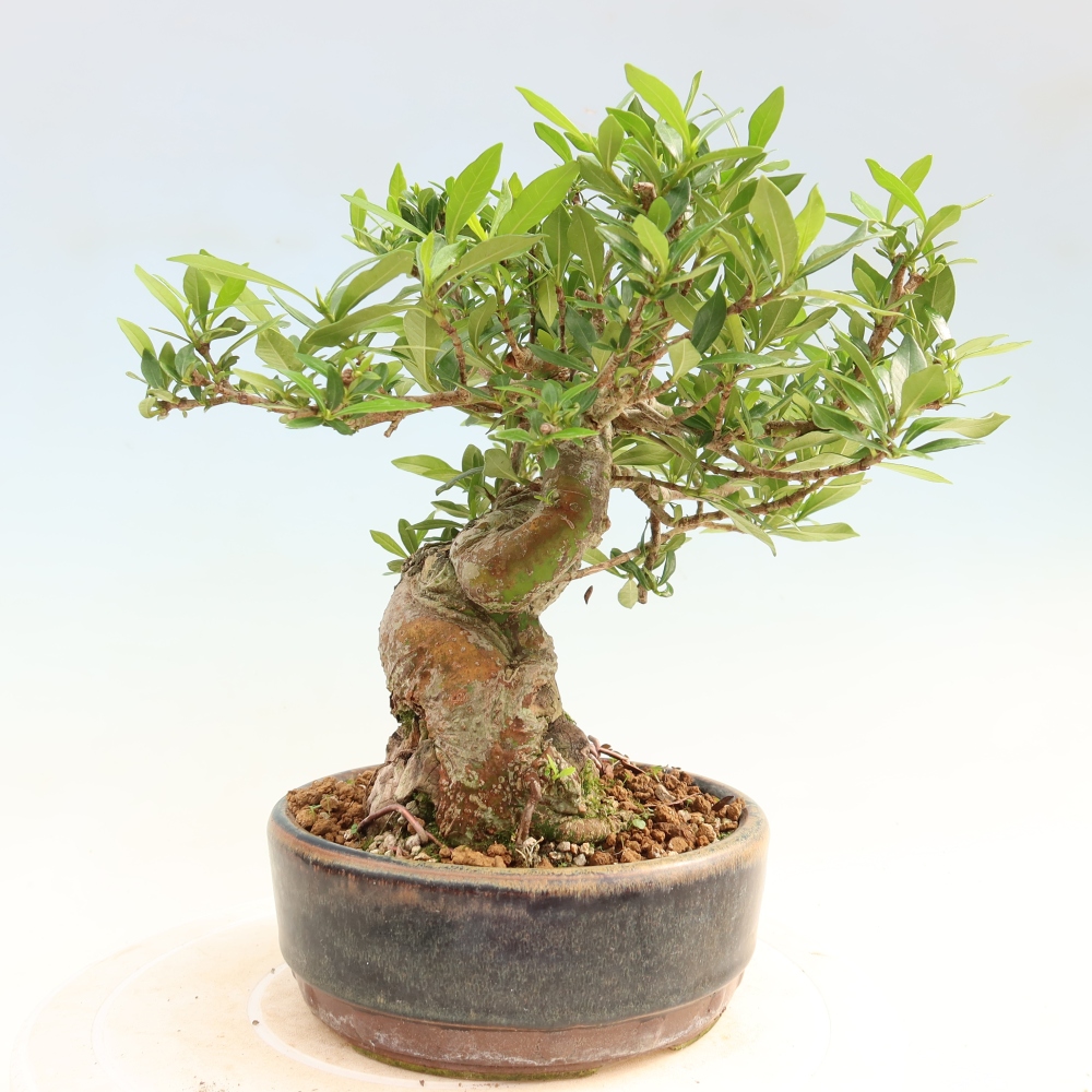 Pokojová bonsai - Gardenia jasminoides-Gardenie