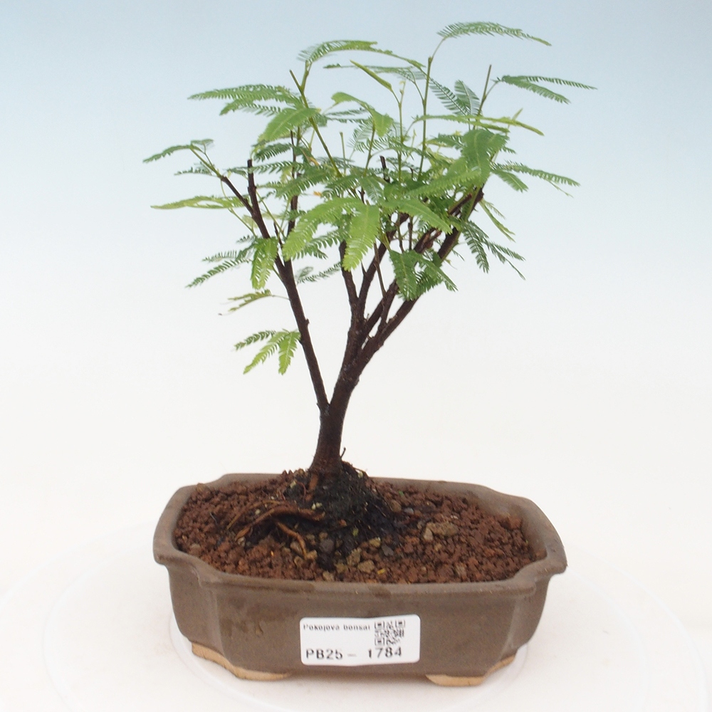 Pokojová bonsai-Calliandra surinamensis Dixie Pink - Kaliandra Suriámská