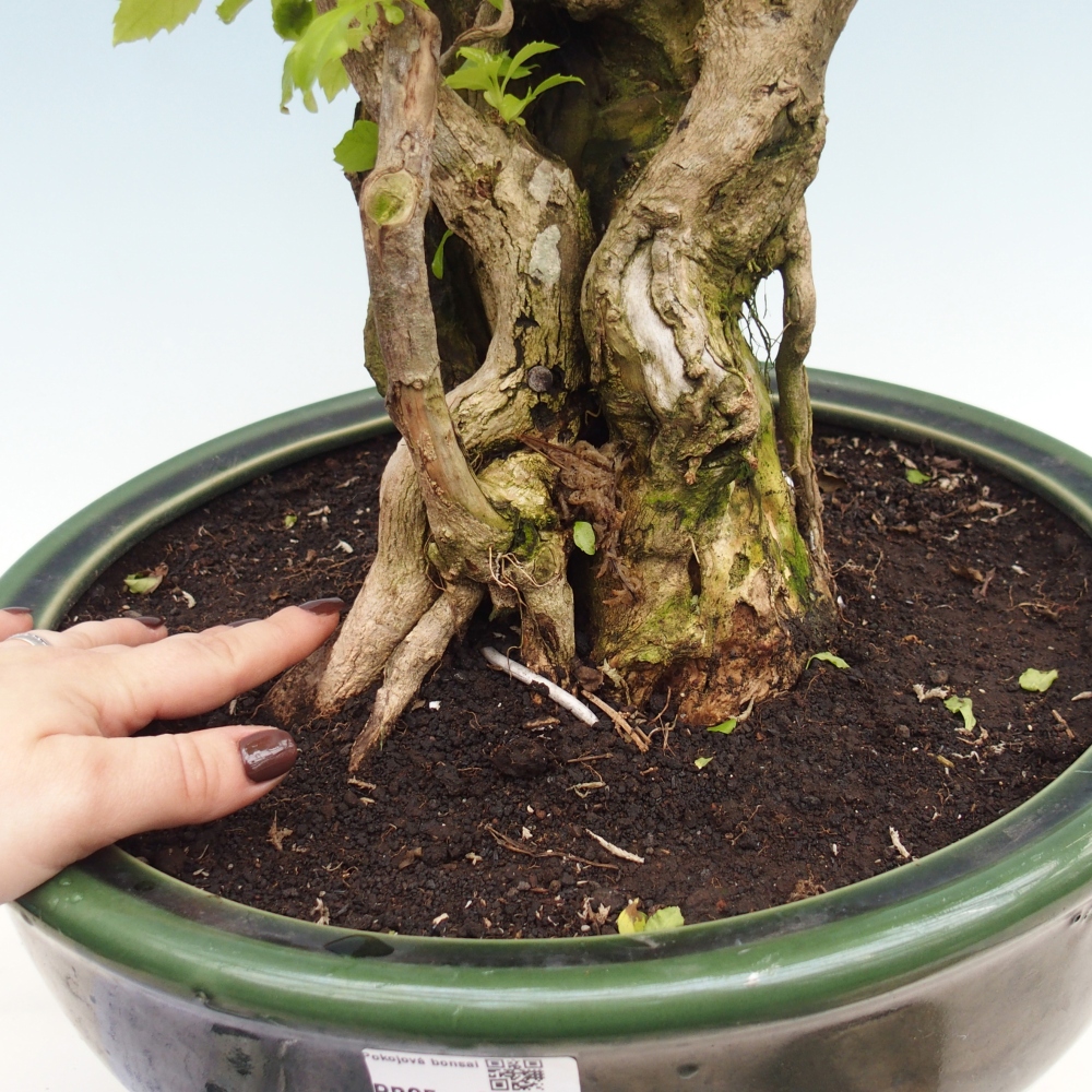 Pokojová bonsai - Duranta erecta Aurea - POUZE OSOBNÍ ODBĚR nebo paletová přeprava