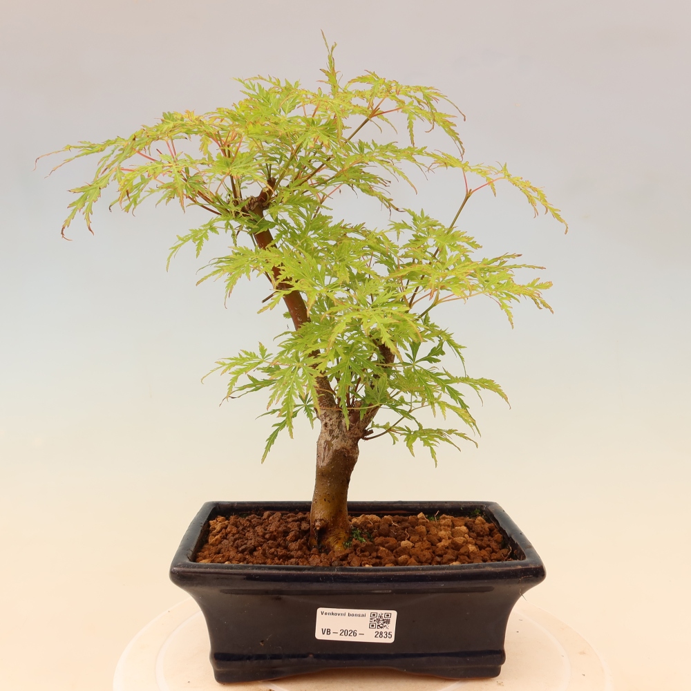Venkovní bonsai - Acer palmatum Dissectum - Javor dlanitolistý 