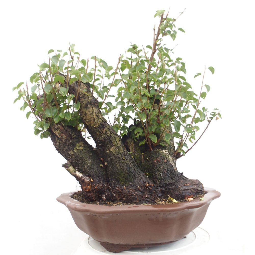 Venkovní bonsai - Mahalebka - Prunus mahaleb