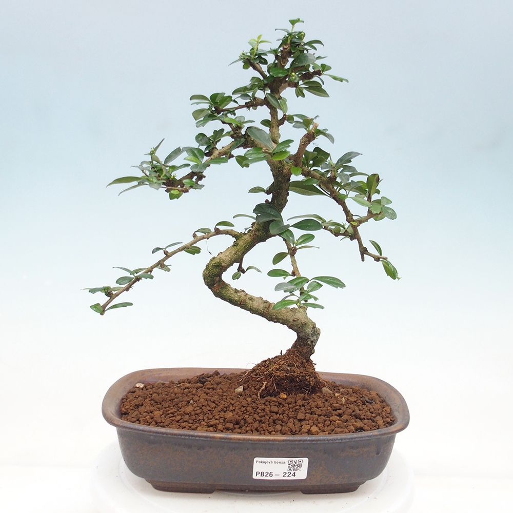 Pokojová bonsai - Carmona macrophylla - Čaj fuki