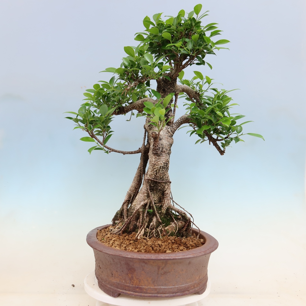 Pokojová bonsai - Ficus kimmen -  malolistý fíkus