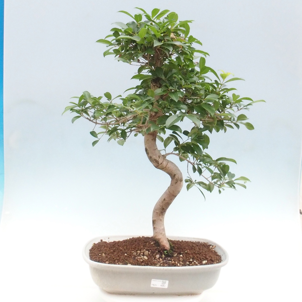 Pokojová bonsai - Australská třešeň - Eugenia uniflora