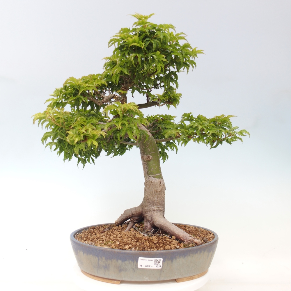 Venkovní bonsai -Javor dlanitolistý Acer palmatum Shishigashira