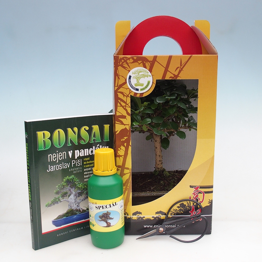 Pokojová bonsai v dárkové krabičce Carmona microphylla - Čaj fuki
