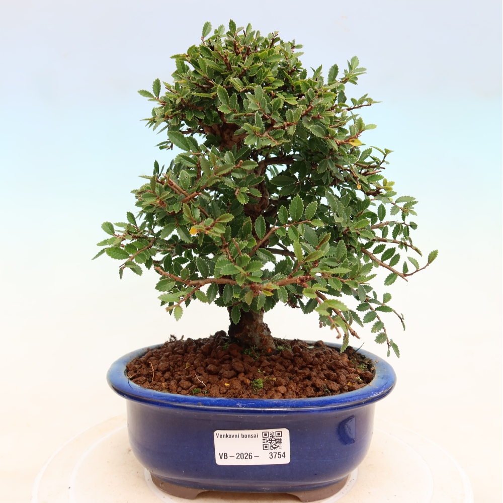 Venkovní bonsai - Zelkova - Zelkova NIRE