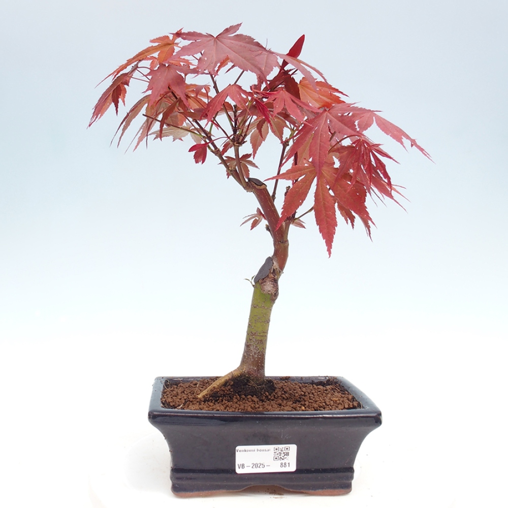 Venkovní bonsai - Acer palm. Atropurpureum-Javor dlanitolistý