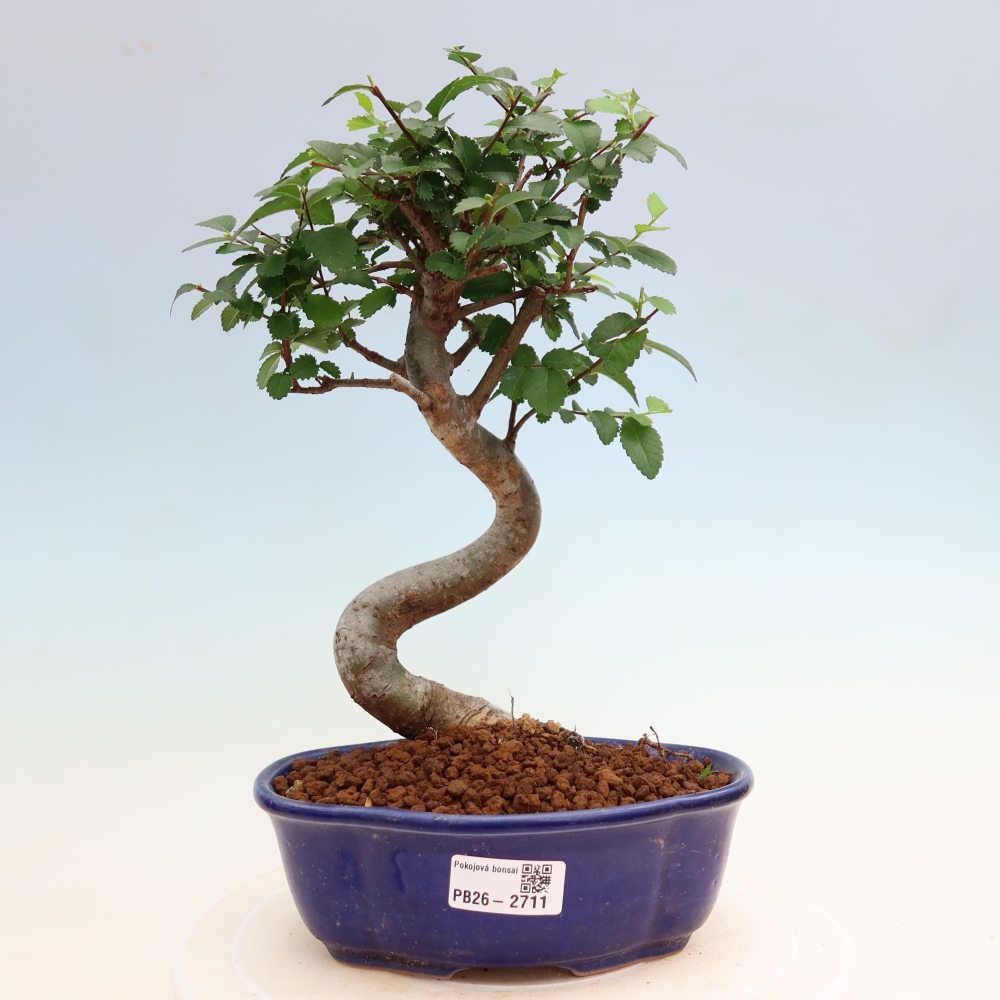 Pokojová bonsai - Ulmus parvifolia - Malolistý jilm