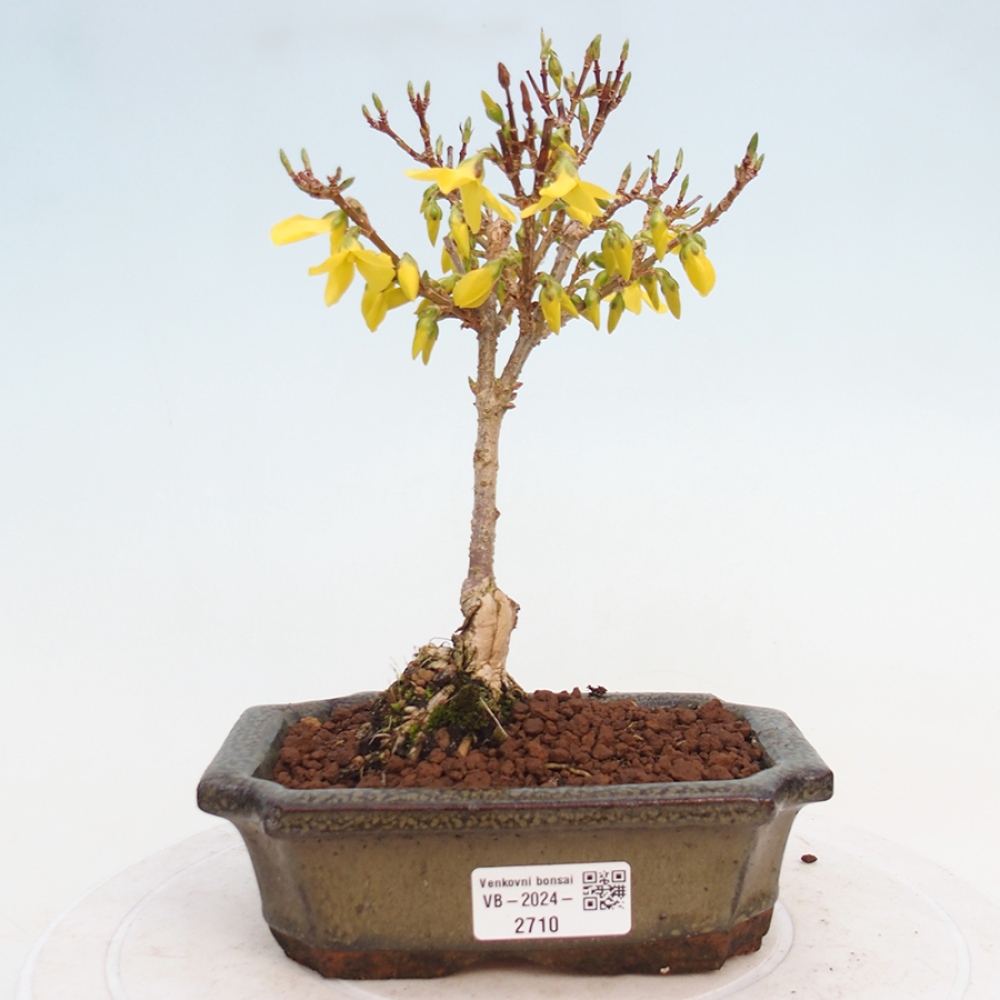 Venkovní bonsai - Zlatice - Forsythia intermedia 
