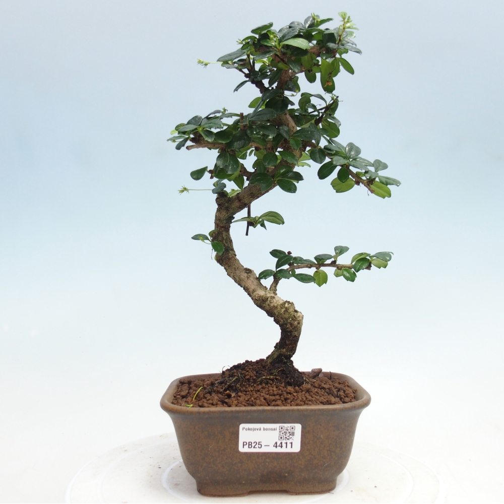 Pokojová bonsai - Carmona macrophylla - Čaj fuki