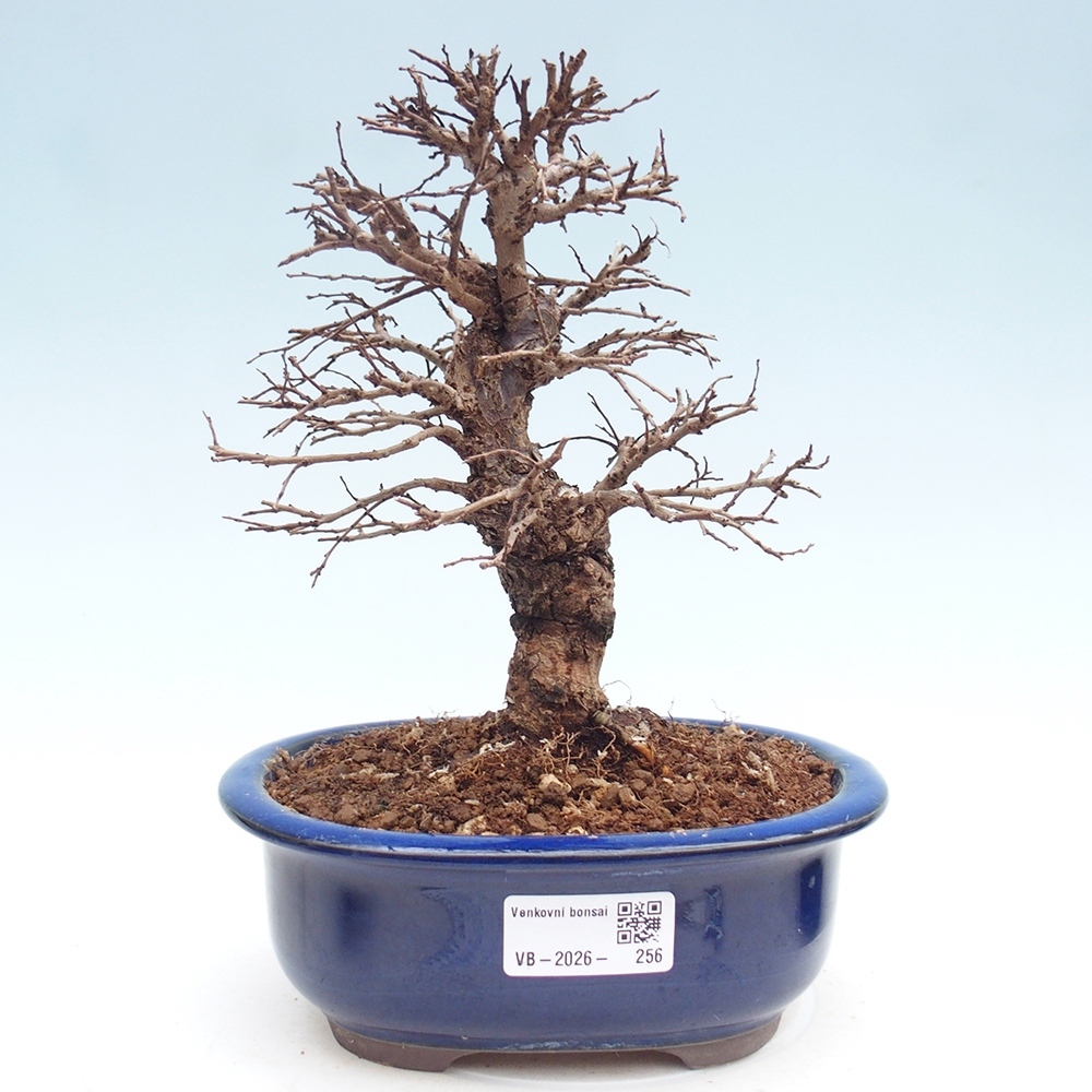Venkovní bonsai - Zelkova - Zelkova NIRE
