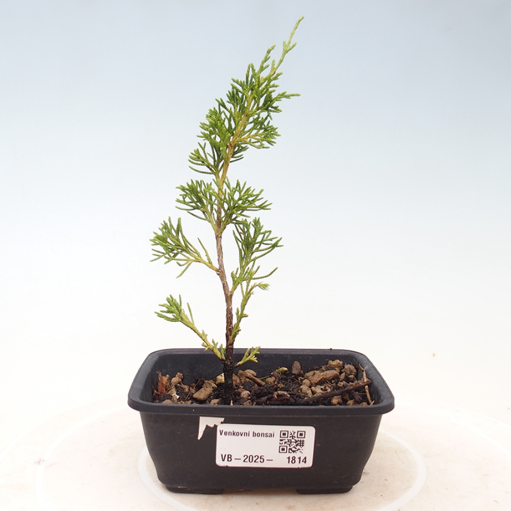 Venkovní bonsai - Juniperus chinensis Itoigawa -Jalovec čínský