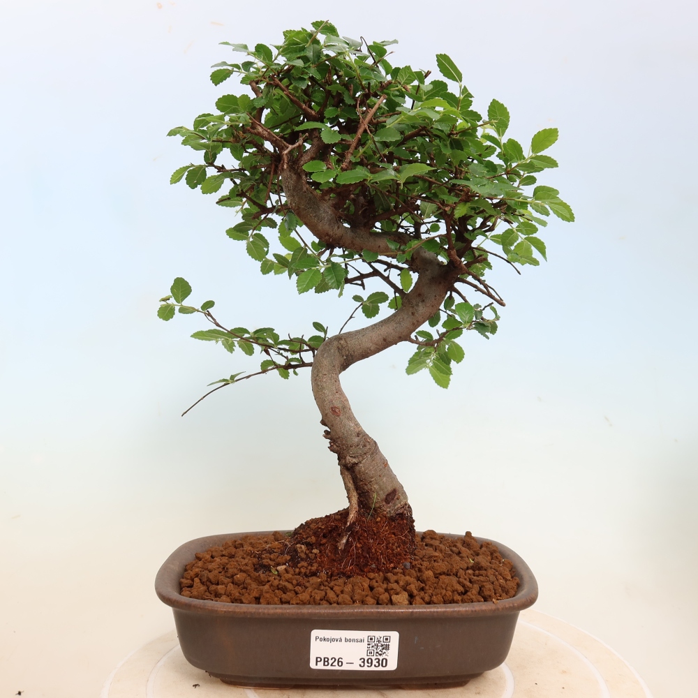 Pokojová bonsai - Ulmus parvifolia - Malolistý jilm