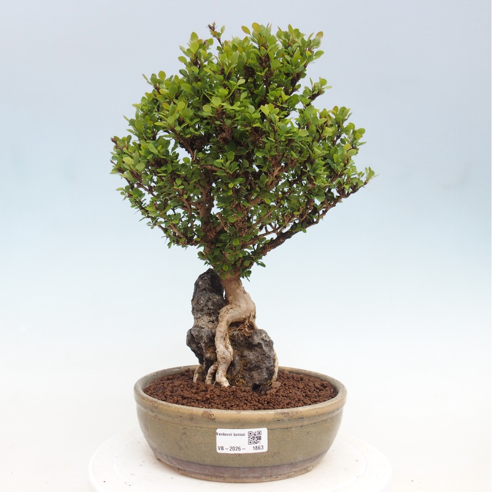 Venkovní bonsai - Berberis coreana - Dřištál korejský