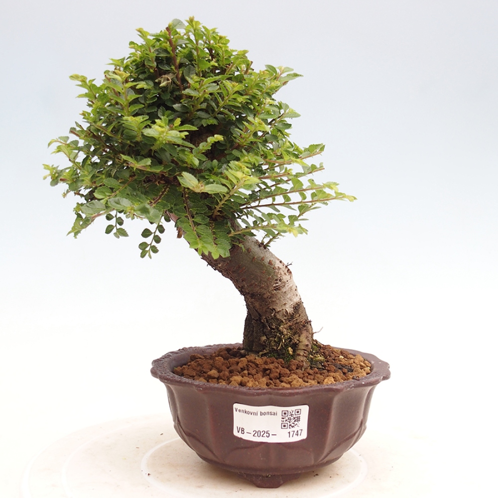 Venkovní bonsai - Ulmus parvifolia Hokkaido - jilm Činski
