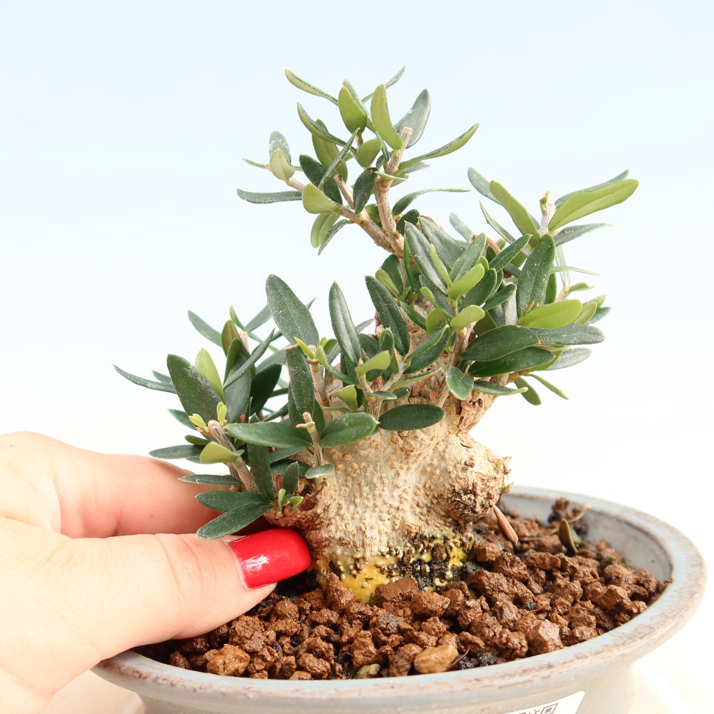 Pokojová bonsai - Olea europaea sylvestris -Oliva evropská drobnolistá