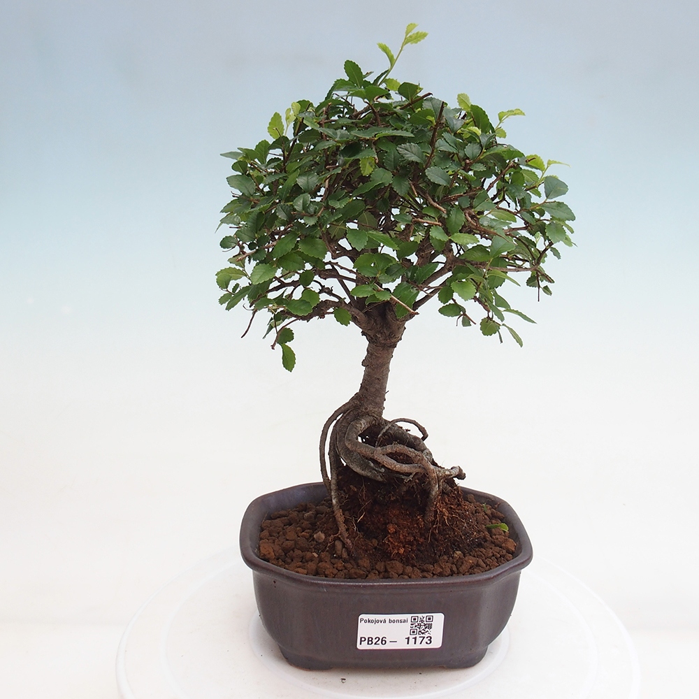 Pokojová bonsai - Ulmus parvifolia - Malolistý jilm