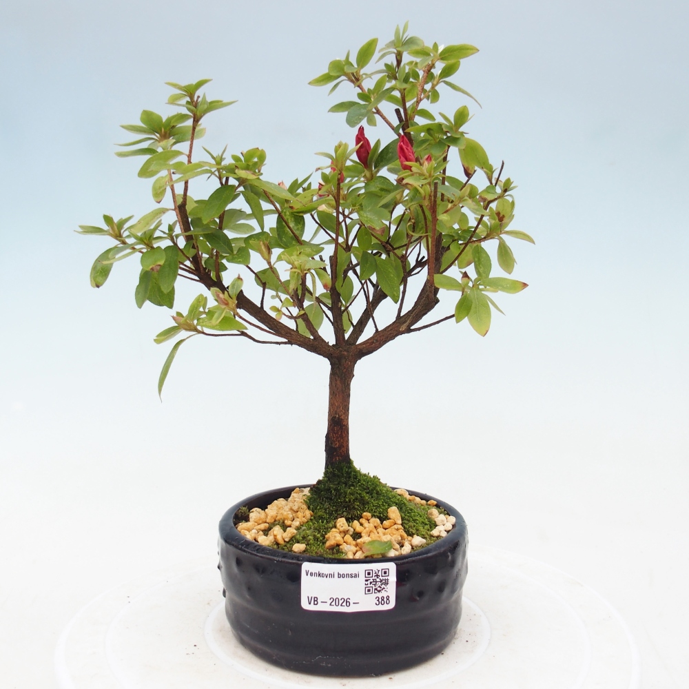 Venkovní bonsai - Japonská azalka - Azalea sp.