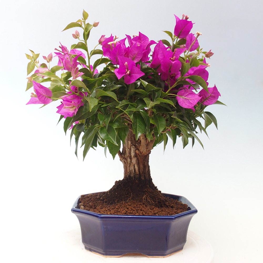 Pokojová bonsai - Bouganwilea