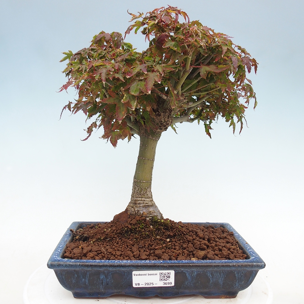 Acer palmatum KIOHIME - Javor dlanitolistý