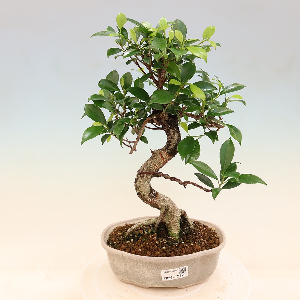 Pokojová bonsai - Ficus retusa -  malolistý fíkus