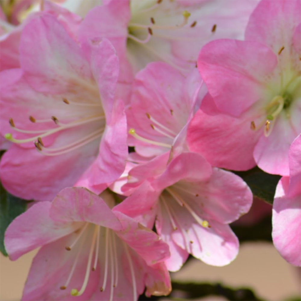 Venkovní bonsai - Japonská azalka - Azalea Kinsho