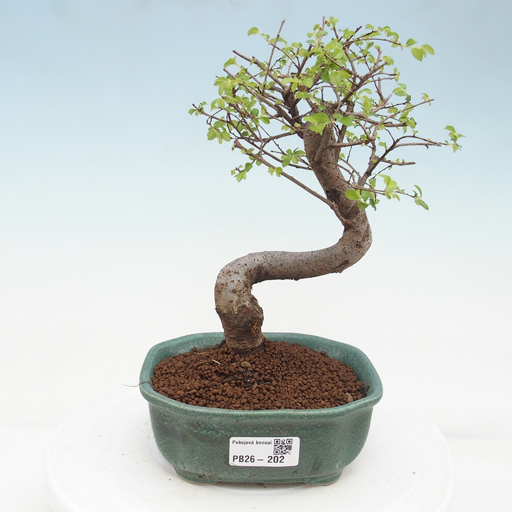 Pokojová bonsai - Ulmus parvifolia - Malolistý jilm