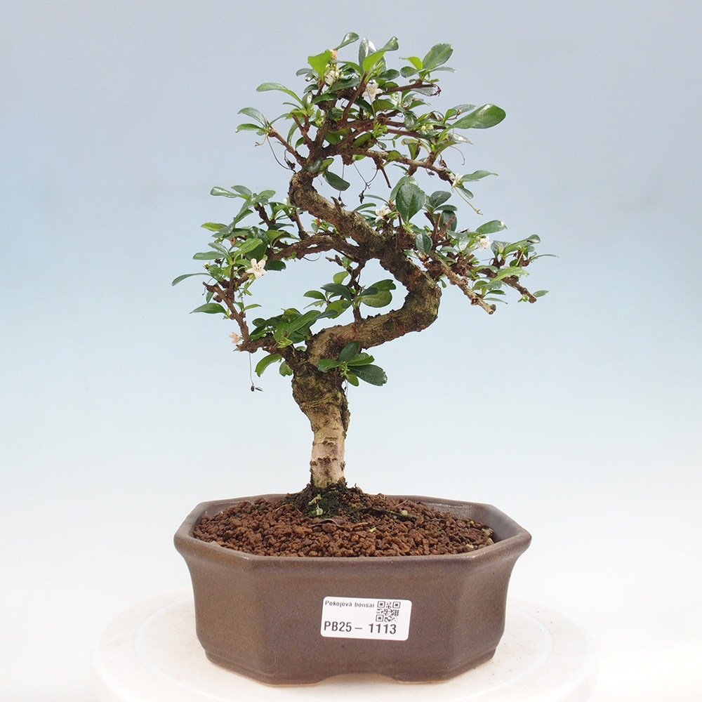 Pokojová bonsai - Carmona macrophylla - Čaj fuki